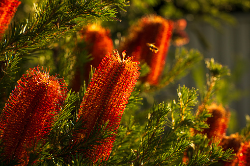 Bee pollinating a Banksia wildflower plant from the family Proteaceae. These Australian wildflowers and popular garden plants are easily recognised by their characteristic flower spikes and fruiting.