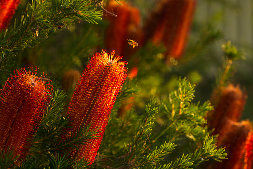 Bee pollinating a Banksia wildflower plant from the family Proteaceae. These Australian wildflowers and popular garden plants are easily recognised by their characteristic flower spikes and fruiting.