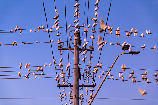 A flock of cockatoos gathered on power lines in early morning light. Shot in Australia.