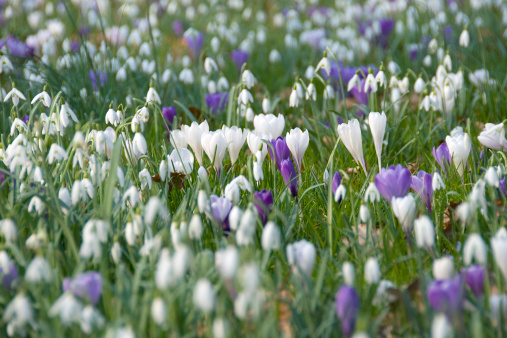 Field of crocuses and snowdrops.