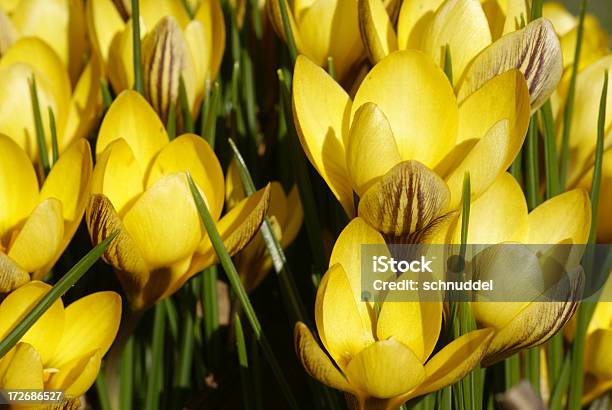 Pequeno Croci Amarelo - Fotografias de stock e mais imagens de Amarelo - Amarelo, Ao Ar Livre, Botânica - Ciência de plantas