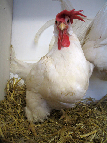 An angry looking white chicken with a red comb.