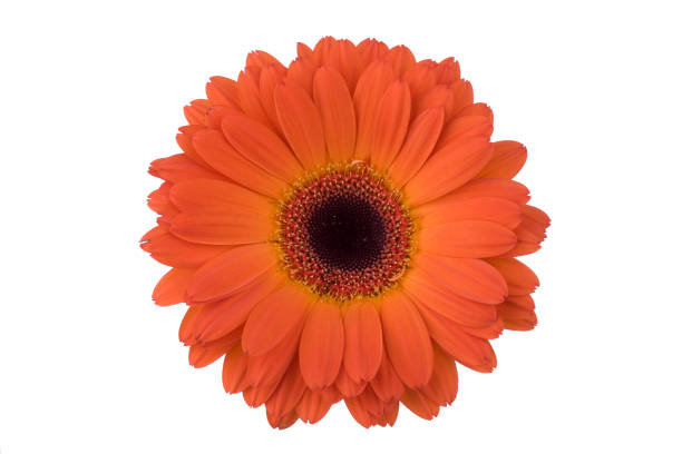 изолированные (xl) daisy - perfection gerbera daisy single flower flower стоковые фото и изображения