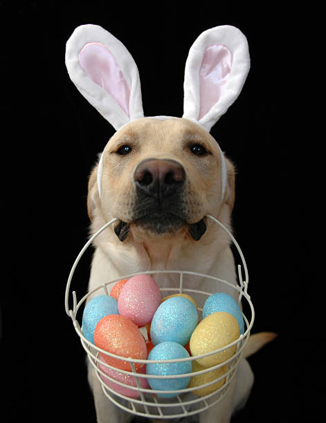 Easter Retriever Yellow labrador retriever in bunny ears with a basket of eggs against a black background. Focus on eyes and ears. Click photo below to see all pictures of Tucker the lab. breed eggs stock pictures, royalty-free photos & images