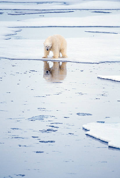 orso polare con riflessione - ice floe foto e immagini stock