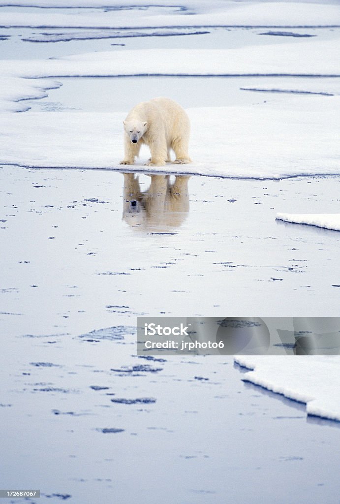 Urso polar com reflexão - Royalty-free Urso polar Foto de stock