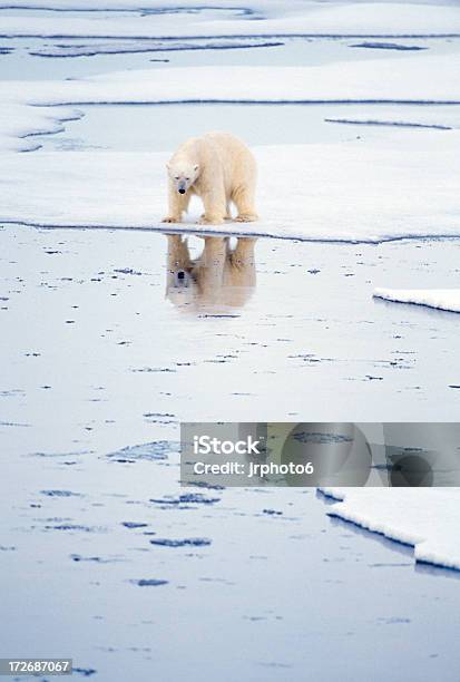 Urso Polar Com Reflexão - Fotografias de stock e mais imagens de Urso polar - Urso polar, Ártico, Urso