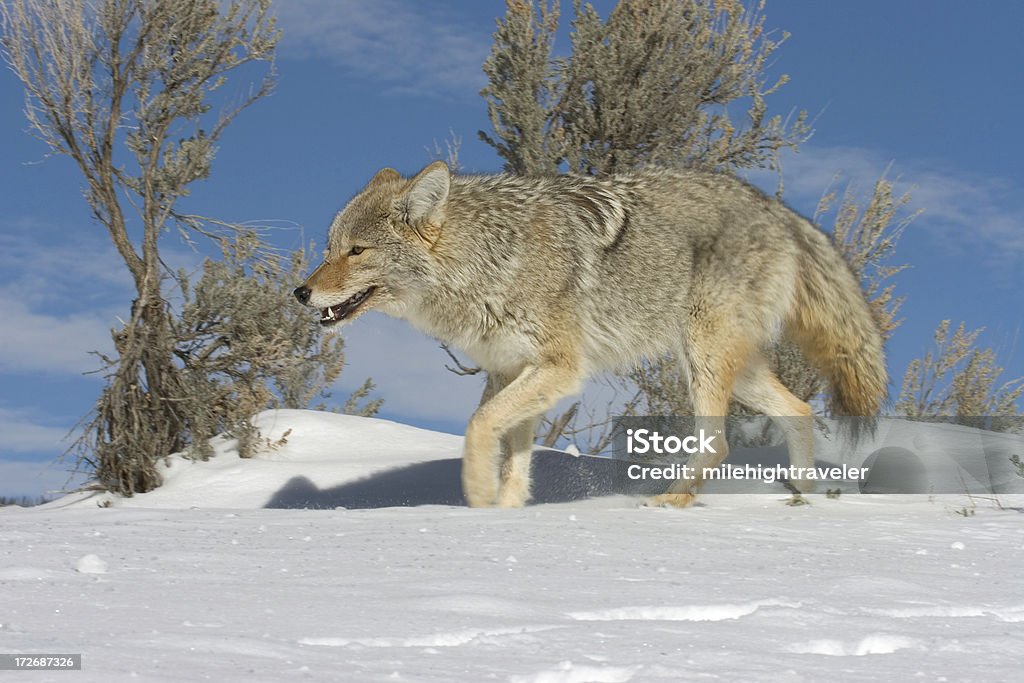 Coyote trots past blue sky and sagebrush over snow Yellowstone "A Coyote with open mouth with white canine teeth(Canis latrans) trots past blue sky and sagebrush over snow in Yellowstone National Park, Wyoming." Animal Stock Photo
