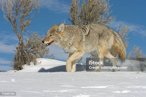 Coyote Trots Past Blue Sky And Sagebrush Over Snow Yellowstone Stock Photo - Download Image Now