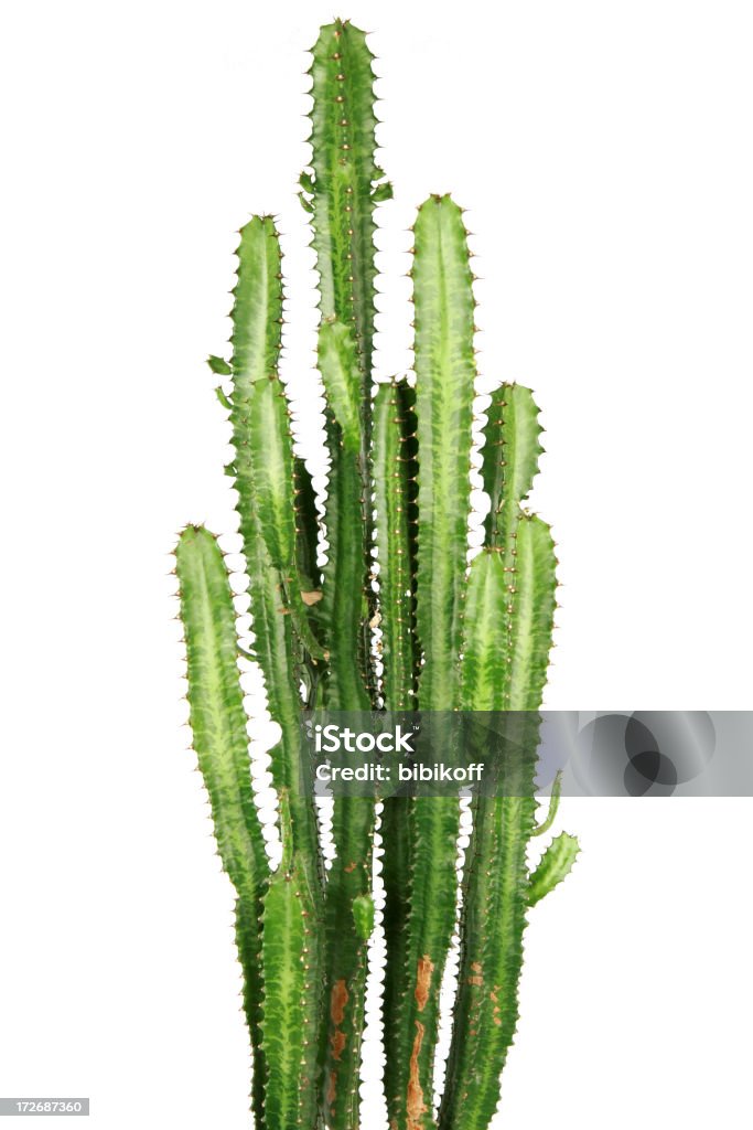 cactus - Zbiór zdjęć royalty-free (Kaktus)