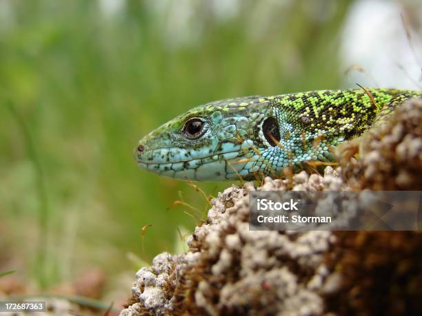 Photo libre de droit de Lézard Vert Européen banque d'images et plus d'images libres de droit de Animaux à l'état sauvage - Animaux à l'état sauvage, Chaleur, Couleur et motif du pelage