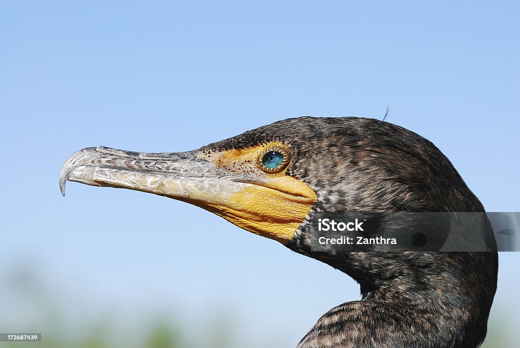 Double Crested Cormorant A Double Crested Cormorant photographed in the Everglades National Park. Animal Stock Photo