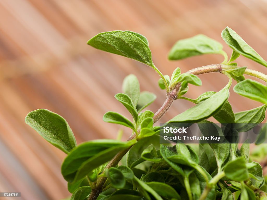 Frische oregano - Lizenzfrei Blatt - Pflanzenbestandteile Stock-Foto