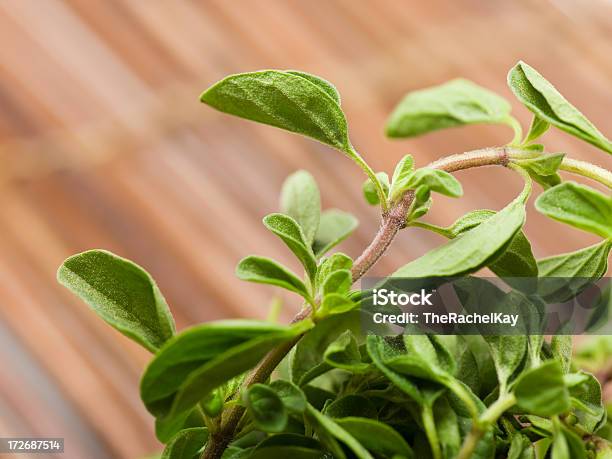 Frische Oregano Stockfoto und mehr Bilder von Blatt - Pflanzenbestandteile - Blatt - Pflanzenbestandteile, Braun, Fotografie