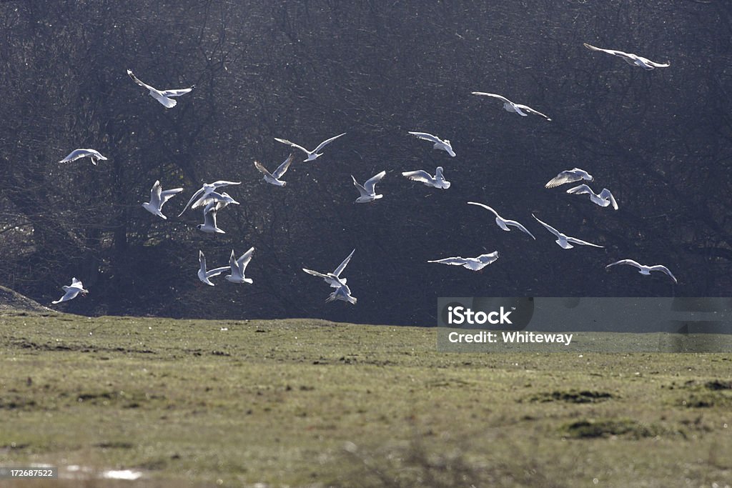 Отара чайкам придает flight с перьями - Стоковые фото Без людей роялти-фри