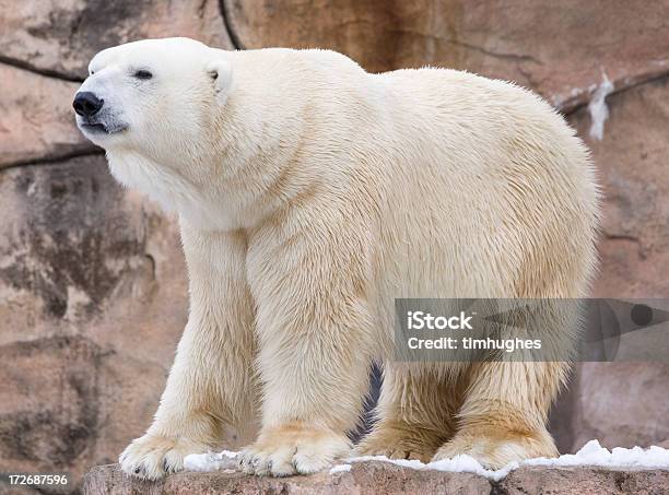 Photo libre de droit de Ours Polaire banque d'images et plus d'images libres de droit de Ours polaire - Ours polaire, Être debout, Arctique