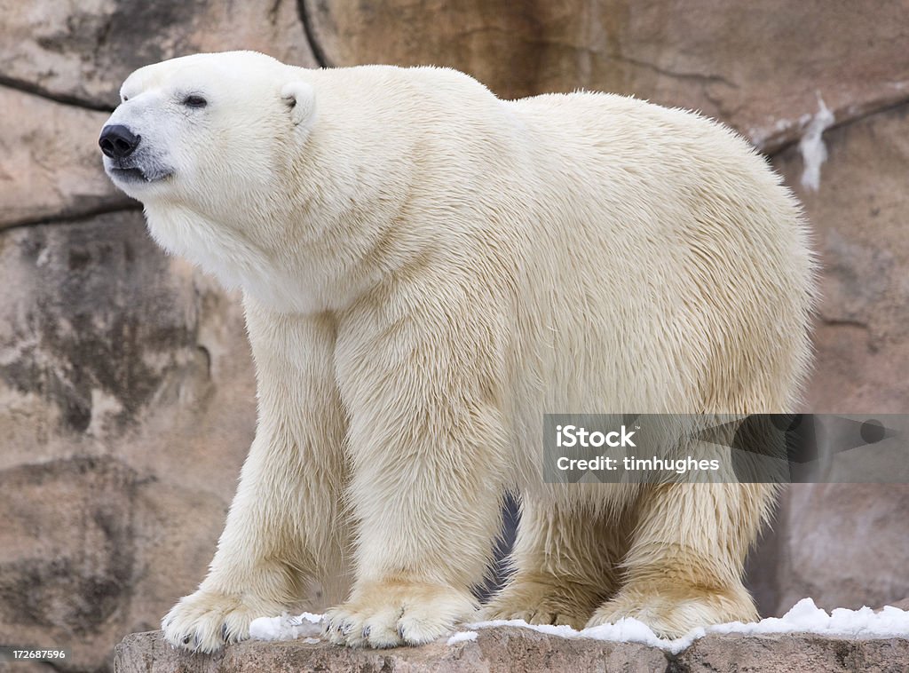 Urso Polar (data - Royalty-free Ficar de Pé Foto de stock