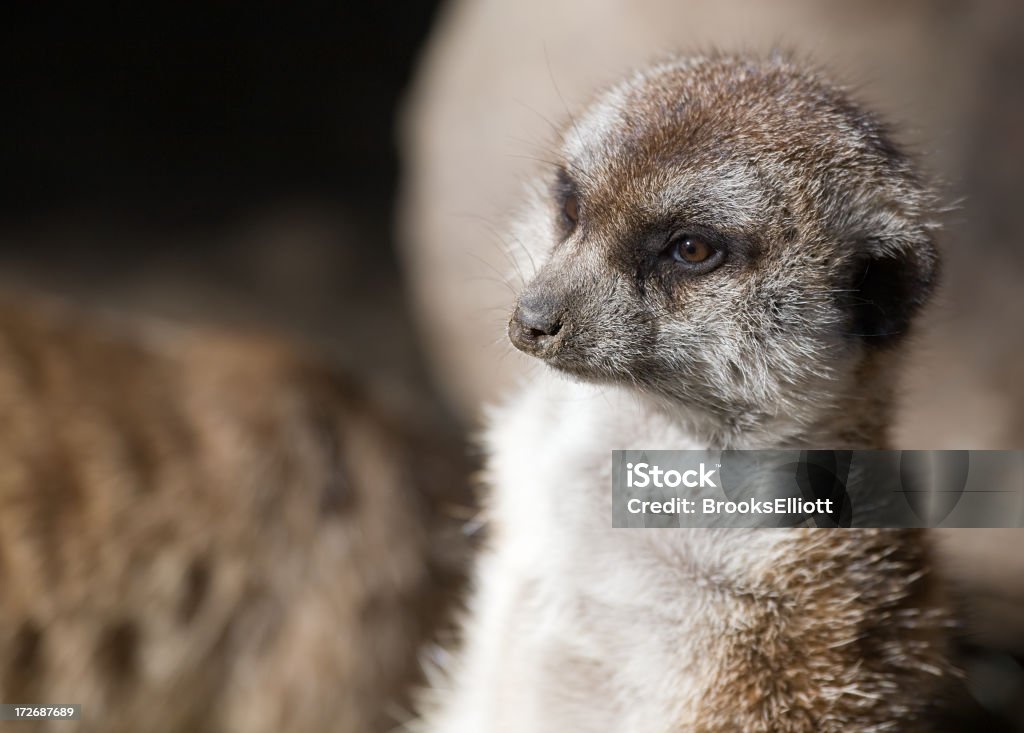 Suricata perfil - Royalty-free Animal Foto de stock