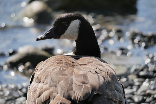 Canadian Goose standing on the beach at Porteau Cove Provincial Park, British Columbia, Canada.