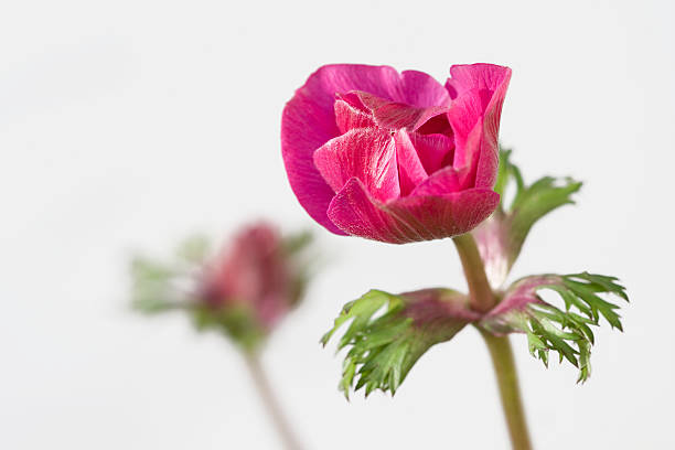 beautiful pink spring flowers stock photo