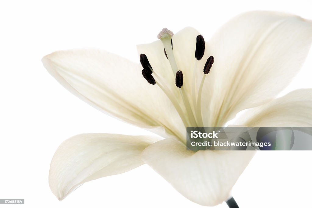 azucena - Foto de stock de Flor libre de derechos
