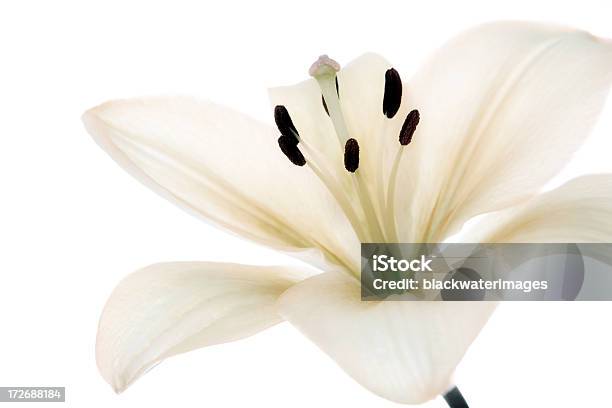 Azucena Foto de stock y más banco de imágenes de Flor - Flor, Fondo blanco, Foto de estudio