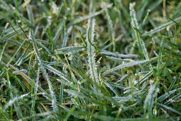 frosty grass stock photo