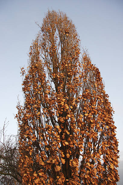 istock Winter oak resembles poplar tree Quercus fastigiata 172688369