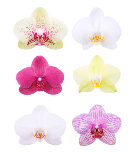 Isolated Orchids http://i207.photobucket.com/albums/bb147/liliboas/FlowersBeauty.jpg orchid white stock pictures, royalty-free photos & images