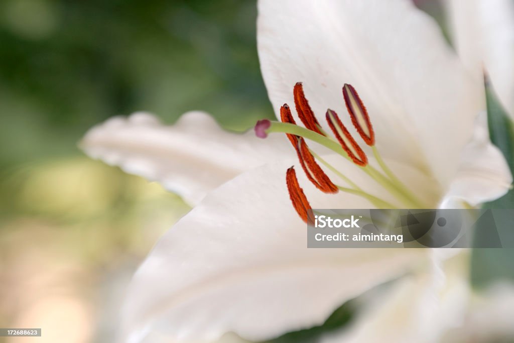 Weiße Seerose - Lizenzfrei Bildschärfe Stock-Foto
