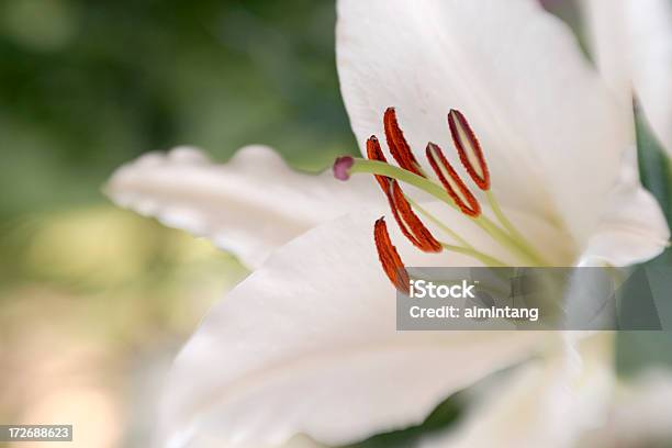 Weiße Seerose Stockfoto und mehr Bilder von Bildschärfe - Bildschärfe, Blume, Blütenblatt