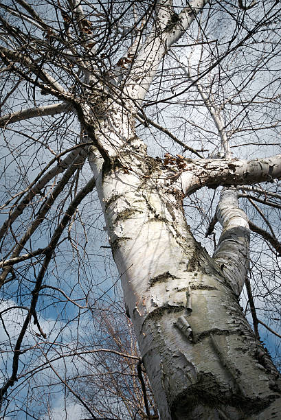 ホワイトのバーチ - birch tree tree downy birch white ストックフォトと画像