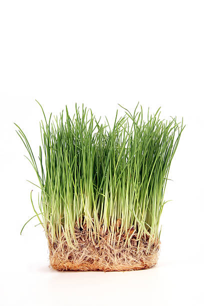 녹색 잔디 - blade of grass grass single object root 뉴스 사진 이미지