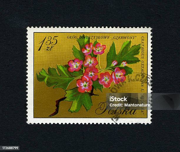 우표 꽃 산사나무 꽃송이 Crataegus Monogyna 0명에 대한 스톡 사진 및 기타 이미지 - 0명, 개념, 건강관리와 의술
