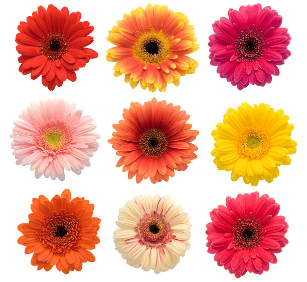 collection de isolé gerberas (xxl - flower single flower orange gerbera daisy photos et images de collection