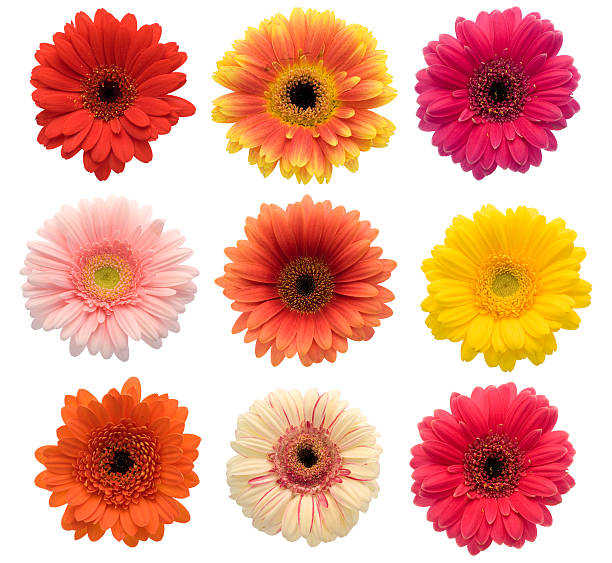 istock Collection of isolated Gerberas (XXL) 172689034