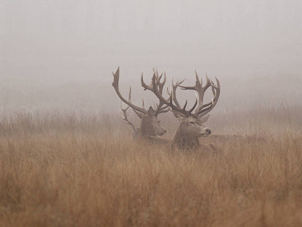 Deer in the Fog "Stags at rest in Richmond Park, Surrey.See all my" richmond park stock pictures, royalty-free photos & images