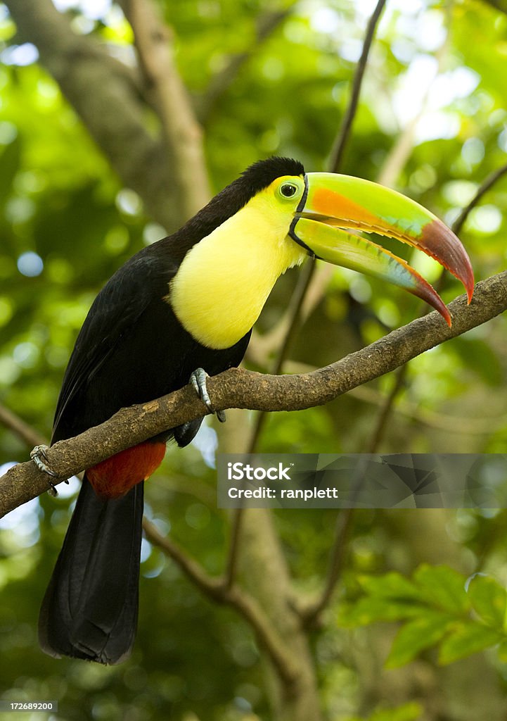 Keel-billed Toucan  Animal Stock Photo