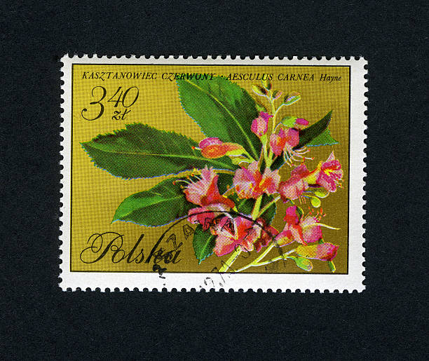 istock Postage Stamp Flowers: (Poland) Horse Chestnut (Aesculus carnea) 172689428
