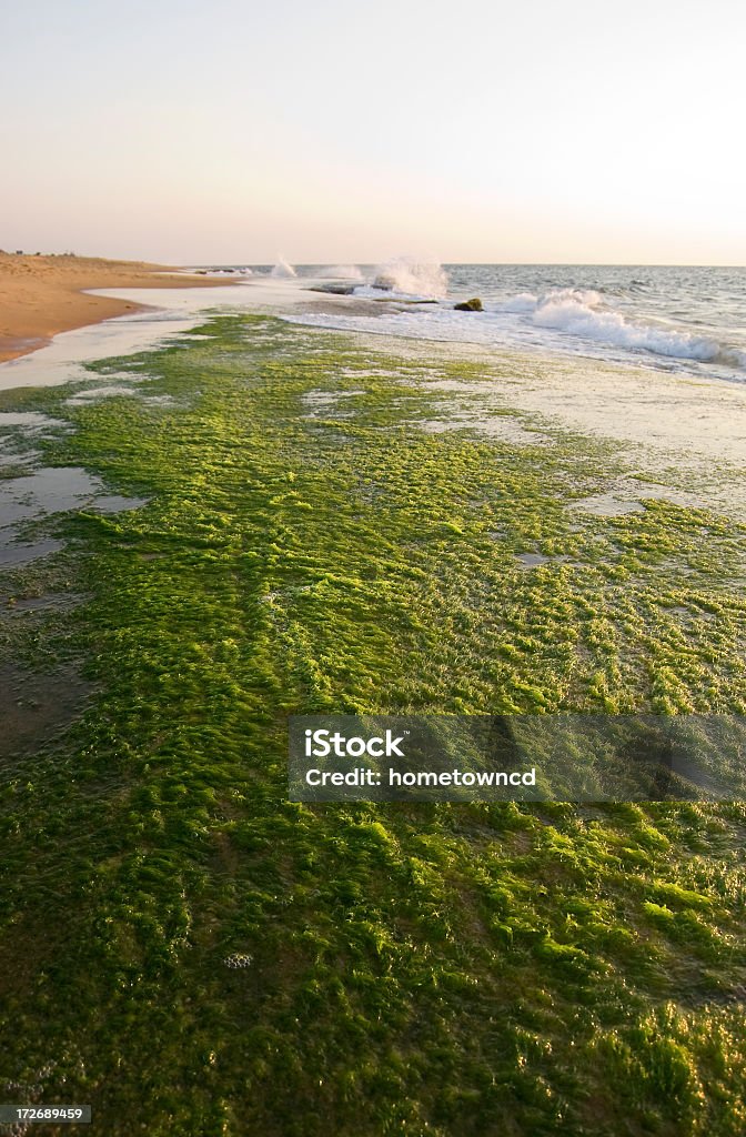 녹색말 따라 산호색 플라주 - 로열티 프리 관광 스톡 사진