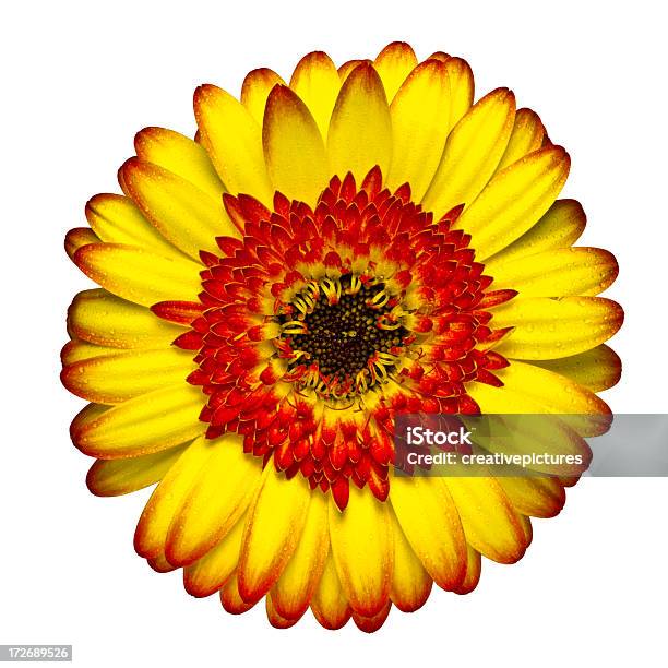 Daisy Gotas De Rocío Xxl Foto de stock y más banco de imágenes de Amarillo - Color - Amarillo - Color, Belleza de la naturaleza, Brote