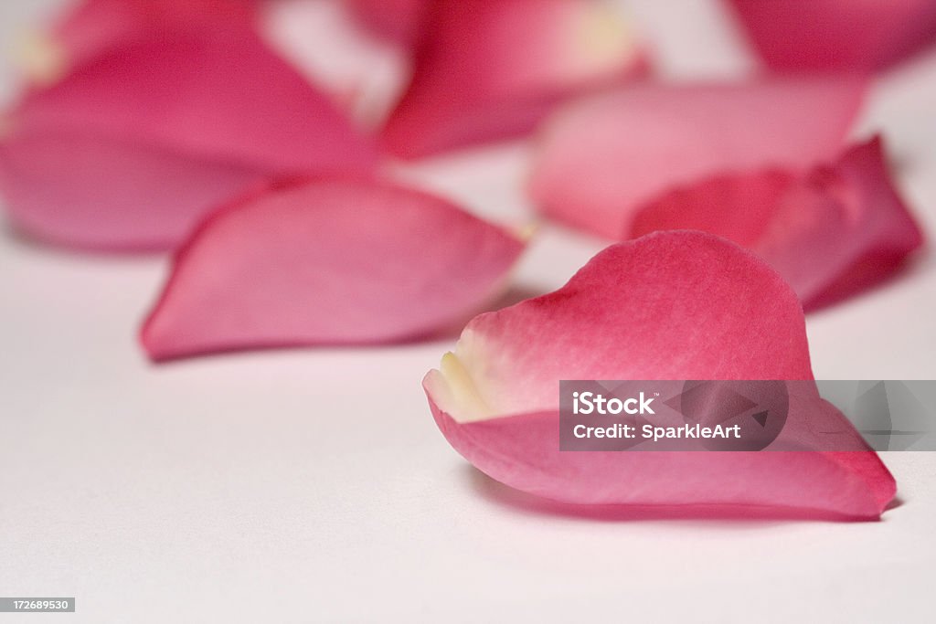 Piękne Różowe Płatki róży - Zbiór zdjęć royalty-free (Ślub)