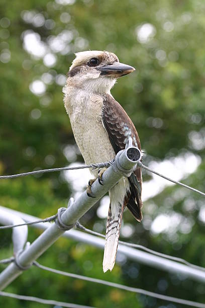 istock kookaburra on the clothesline 172689648