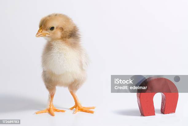 Chick Magnes - zdjęcia stockowe i więcej obrazów Białe tło - Białe tło, Biały, Fajny