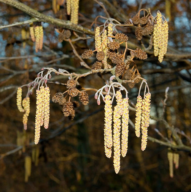 共通 alder （alnus catkins glutinosa ) - deciduous tree flash ストックフォトと画像