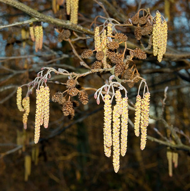 общие alder (alnus catkins glutinosa) - hay fever flash стоковые фото и изображения