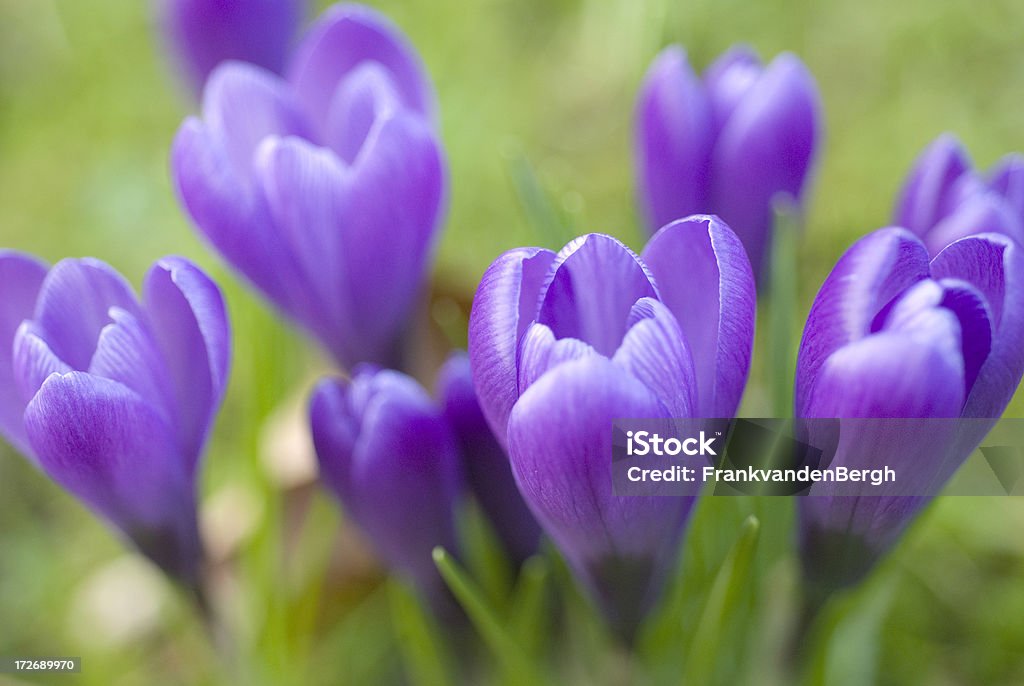 Púrpura crocuses - Foto de stock de Aire libre libre de derechos