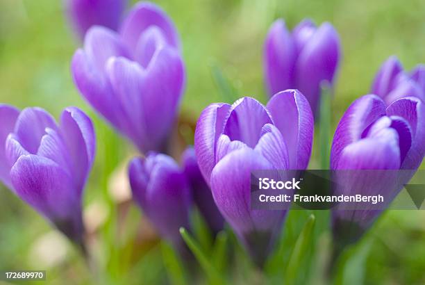 Púrpura Crocuses Foto de stock y más banco de imágenes de Aire libre - Aire libre, Azafrán - Familia del Iris, Belleza
