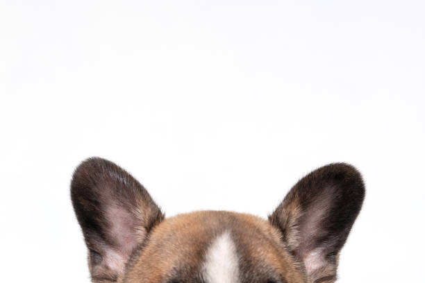 istock French bulldog ears isolated on white background. 1726900137