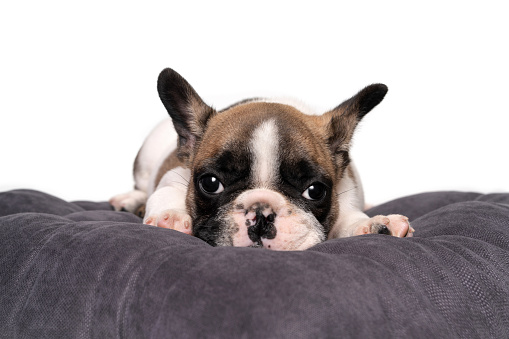 Cute french bulldog puppy lies on a gray pillow isolated on a white background. Close-up .